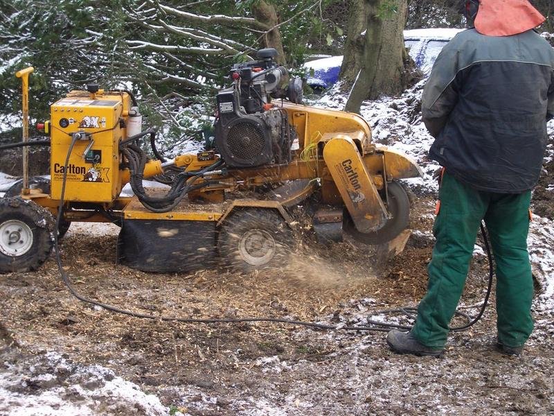 Small Tree Removal in Manitowoc